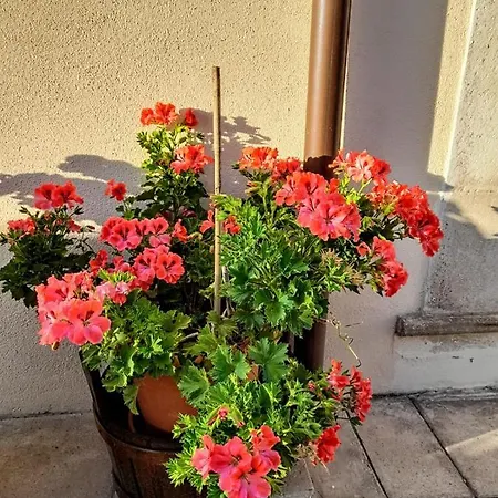 Bed & Breakfast L'arco Fiorito *