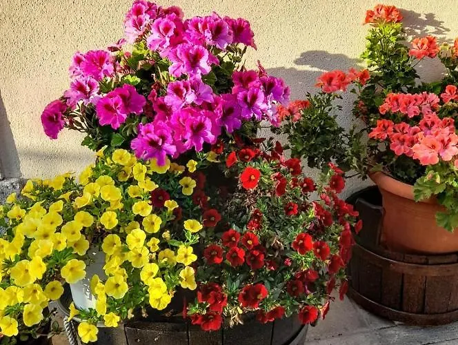 L'arco Fiorito Alojamento de Acomodação e Pequeno-almoço *