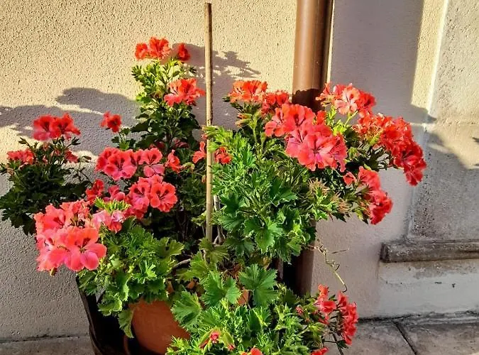 Alojamento de Acomodação e Pequeno-almoço L'arco Fiorito *